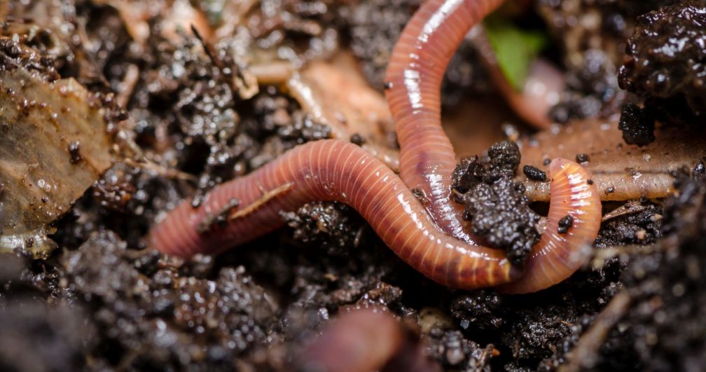 Worms, worms, worms! Swiss Create Business Manager